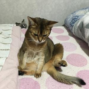 栗原はるみさん あ ロマンな暮らし 猫とアロマと優しい時間 栗原はるみさん あ ロマンな暮らし 猫とアロマと優しい時間