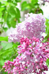 庭の花で 花かんむり Flower Crown With The Violas In My Garden お茶の時間にしましょうか キャロ ローラのちいさなまいにち Caroline Laura S Tea Break 庭の花で 花かんむり Flower Crown With The Violas In My Garden お茶の時間にしましょうか キャロ ローラのちいさなまいにち Caroline Laura S Tea Break