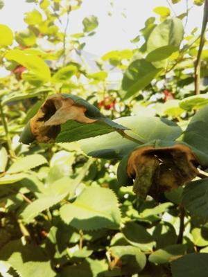 バラの上手な薬散のしかた 病害編 薔薇のガーデナー Weekend S Ladybirds