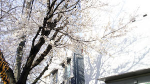 中野通りの桜 - 