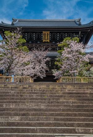2021京都桜・金戒光明寺の桜と花手水のその後 - 鏡花水月