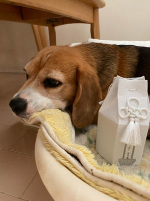 ビー友 それいけ ぴーくる犬 アンジー