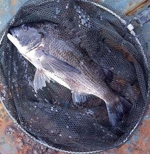 黒鯛 チヌ 日本新記録が出た 黒鯛良夫の東京湾最奥部黒鯛ヘチ釣り 黒鯛 チヌ 日本新記録が出た 黒鯛良夫の東京湾最奥部黒鯛ヘチ釣り