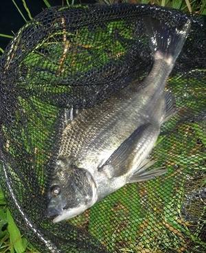 黒鯛 チヌ 日本新記録が出た 黒鯛良夫の東京湾最奥部黒鯛ヘチ釣り 黒鯛 チヌ 日本新記録が出た 黒鯛良夫の東京湾最奥部黒鯛ヘチ釣り