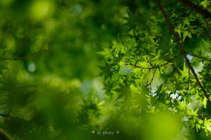 緑。 - Yuruyuru Photograph