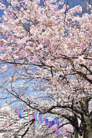 満開の頃 『大岡川桜2021』④ - 写愛館