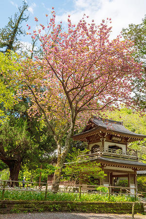 北鎌倉・浄智寺の春 - エーデルワイスブログ