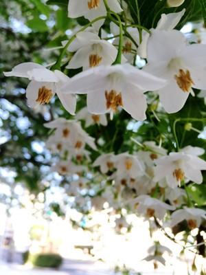 ツツジの花のサインは art な日々 おたより帳 ツツジの花のサインは art な日々 おたより帳