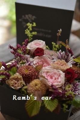 入荷したお花ご紹介 Ramb S Ear ﾗﾑｽﾞｲﾔｰ