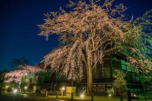 2021京都桜・妙満寺ライトアップ - 鏡花水月