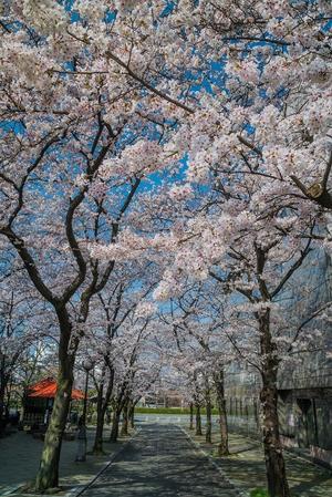 2021京都桜・祇園白川 - 鏡花水月