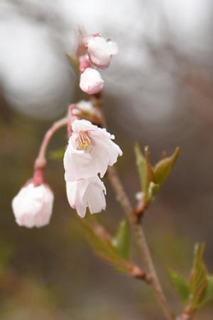 桜・2021 - ちわりくんのありふれた毎日III