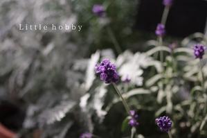 ラベンダーの花が開花 - Little hobby