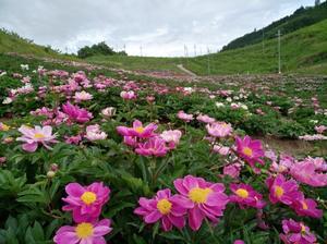 ハツユキカズラの花 ルンルンのルン