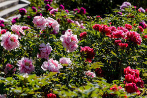 春の花咲く建仁寺 - 花景色－K.W.C. PhotoBlog