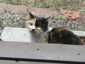 Eternal Ring 北軽1130 Eternal Ring 北軽1130