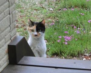 Eternal Ring 北軽1130 Eternal Ring 北軽1130