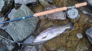 日本一の雷魚のサイズって 店主のマニアック日記 日本一の雷魚のサイズって 店主のマニアック日記