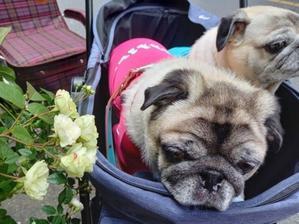 びっこを引くので病院へ パグっ子ジョバへの片思い Giovanni My Lovely Pug びっこを引くので病院へ パグっ子ジョバへの片思い Giovanni My Lovely Pug