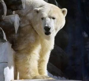 アメリカ ニューヨーク州バッファロー動物園でルナとカリーの一歳のお誕生会が開催される Polarbearology Conjectaneum