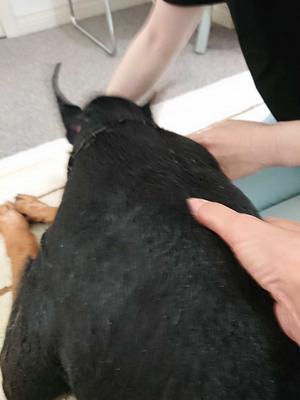 犬の薬膳 シソ 大葉 はばたけ my soul 犬の薬膳 シソ 大葉 はばたけ my soul
