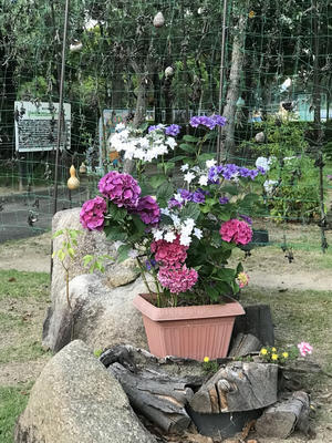 赤ちゃんの体重が増えすぎたら 薄めたミルク でなくてあげるミルクを減らすのでは 追記あり やわらかな風の吹く場所に 母乳育児を応援 赤ちゃんの体重が増えすぎたら 薄めたミルク でなくてあげるミルクを減らすのでは 追記あり やわらかな風の吹く場所に 母乳育児を応援