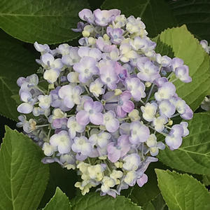 赤ちゃんの体重が増えすぎたら 薄めたミルク でなくてあげるミルクを減らすのでは 追記あり やわらかな風の吹く場所に 母乳育児を応援 赤ちゃんの体重が増えすぎたら 薄めたミルク でなくてあげるミルクを減らすのでは 追記あり やわらかな風の吹く場所に 母乳育児を応援