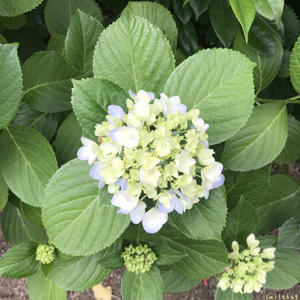 赤ちゃんの体重が増えすぎたら 薄めたミルク でなくてあげるミルクを減らすのでは 追記あり やわらかな風の吹く場所に 母乳育児を応援 赤ちゃんの体重が増えすぎたら 薄めたミルク でなくてあげるミルクを減らすのでは 追記あり やわらかな風の吹く場所に 母乳育児を応援