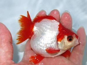 雌雄の見分け方 フルタニ金魚倶楽部blog
