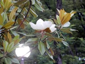 マグノリア・ソフトクリーム・ショップ（Glacerie Magnolia） - ももさえずり＊紀行編＊cent chants de chouette