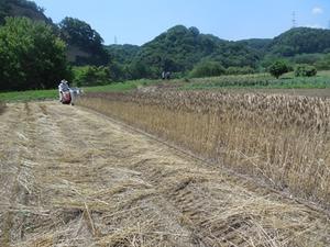 小麦刈り - 