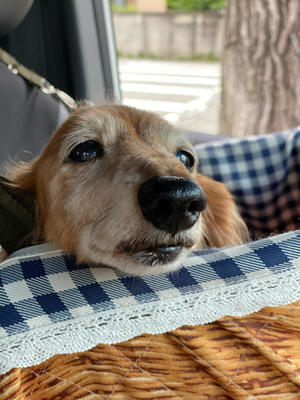 びわの葉コンニャク湿布 犬とのんびり田舎暮らしの日記 犬と歩む 自然と共に生きる びわの葉コンニャク湿布 犬とのんびり田舎暮らしの日記 犬と歩む 自然と共に生きる