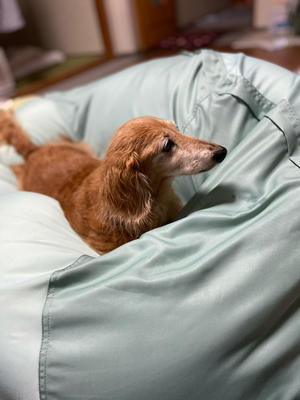 びわの葉コンニャク湿布 犬とのんびり田舎暮らしの日記 犬と歩む 自然と共に生きる びわの葉コンニャク湿布 犬とのんびり田舎暮らしの日記 犬と歩む 自然と共に生きる