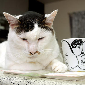 おかき 63日目 事故の事 ぶつぶつ独り言2 うちの猫ら21 おかき 63日目 事故の事 ぶつぶつ独り言2 うちの猫ら21