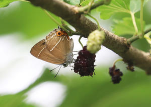 プールにいた虫たち 公園昆虫記 プールにいた虫たち 公園昆虫記