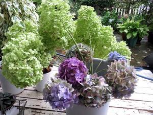 アジサイに焼きミョウバン 葉と花とに魅せられて