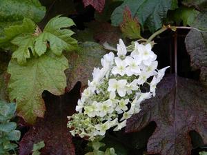 雨の柏葉紫陽花 ＊ Hydrangea quercifolia sous la pluie - ももさへづり＊うた暦＊Cent Chants d' une Chouette
