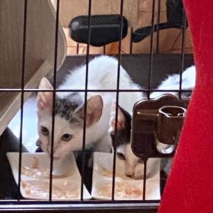 猫の体調不良の見分け方 ちくわぶ料理研究家 丸山商店 丸山店長のブログ 猫の体調不良の見分け方 ちくわぶ料理研究家 丸山商店 丸山店長のブログ