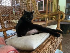 強面ビビリ王子の家猫修業記 その17 九月のハチワレくん 空気砲発射 りきの毎日 強面ビビリ王子の家猫修業記 その17 九月のハチワレくん 空気砲発射 りきの毎日