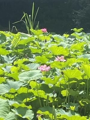 日曜美術館 フラワーカレンダー M 日曜美術館 フラワーカレンダー M