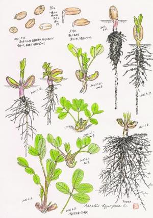 第91回 6月 水無月 イチョウ たかのさんの市川散歩 市川地区のみどりをめぐる話題をいろんな角度からお届けします