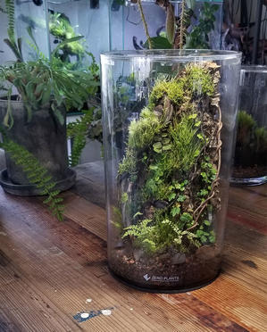 Square Cage カスタムメイドのご注文 パルダリウムケージ 特注仕様 Zero Plants Blog Square Cage カスタムメイドのご注文 パルダリウムケージ 特注仕様 Zero Plants Blog