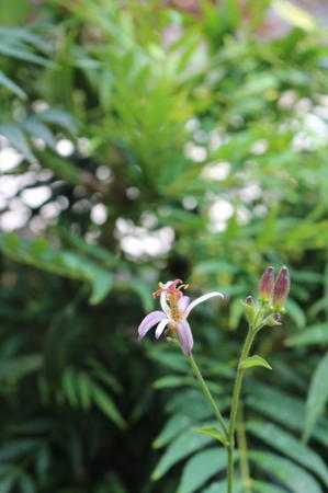 匂いに惹かれて ballade 花物語 匂いに惹かれて ballade 花物語