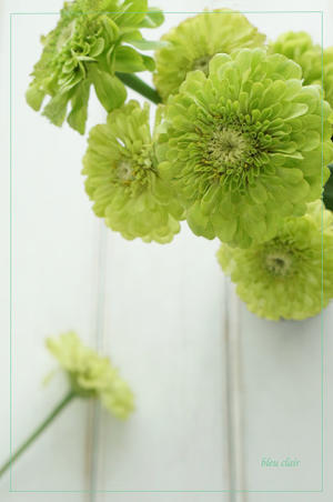 麗しのバラ ブルジョア 花の香りとともに 麗しのバラ ブルジョア 花の香りとともに