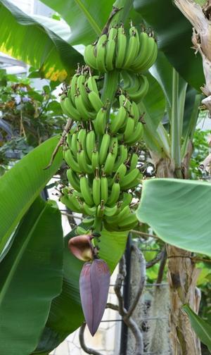 バナナの花の本当の姿 - 写真でイスラーム　　