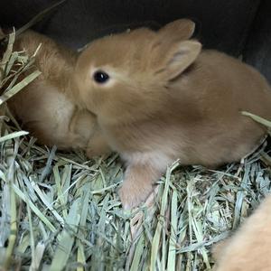 里親募集の掲示板 無償のみ うさぎ専門店 うさぎのおしろ ブログ 里親募集の掲示板 無償のみ うさぎ専門店 うさぎのおしろ ブログ