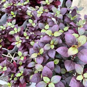 キセログラフィカの花 さにべるスタッフblog Sunny Day S Garden キセログラフィカの花 さにべるスタッフblog Sunny Day S Garden