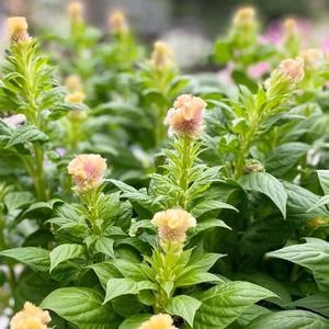 キセログラフィカの花 さにべるスタッフblog Sunny Day S Garden キセログラフィカの花 さにべるスタッフblog Sunny Day S Garden