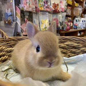 うさぎの体重計 うさぎ専門店 うさぎのおしろ ブログ