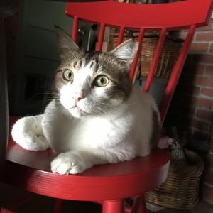 猫の名言集 大きな樹の下で 猫の名言集 大きな樹の下で